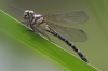 J19_9407 Microgomphus wijaya female